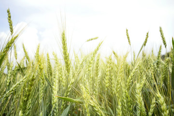 Fototapeta premium Green ears of wheat