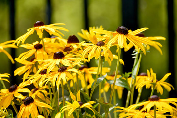 Black eyed susan flowers 