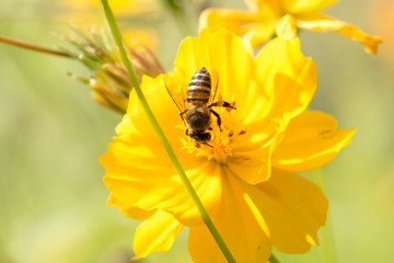 Bee on the flower.