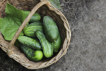 Harvest cucumbers in a wattled basket