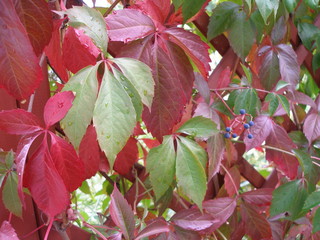 Winobluszcz pięciolistkowy po deszczu © wikaka