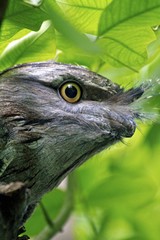 tawny frogmouth , Podargus strigoides