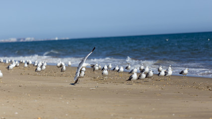 Gulls on the beach
