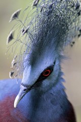 Victoria Crowned Pigeon