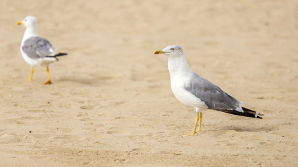 Gulls on the beach