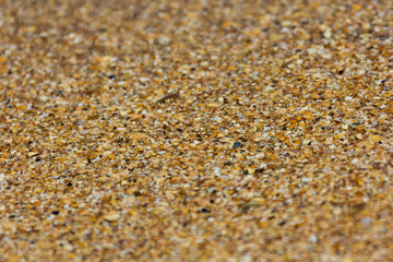 Fototapeta na wymiar sand with small shells