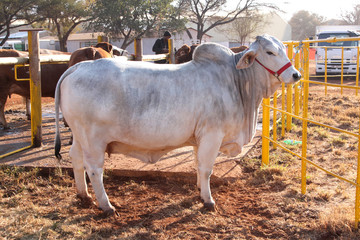  White Brahman bull standing in the morning sun