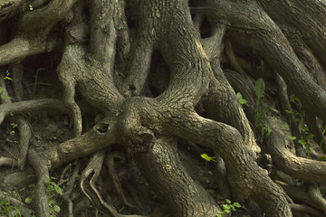 Old tree with roots