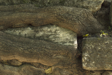  roots of a tree on a stone surface