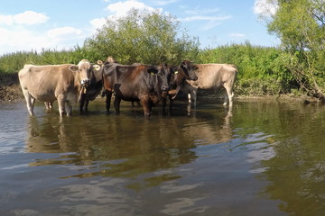 Fototapeta na wymiar Kühe im Fluss