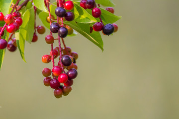 Waldbeeren