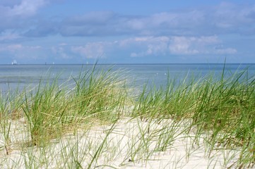 Fototapeta na wymiar Sommer Gräser an der Ostsee Dünen vor dem Meer 
