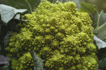 romanesco broccoli with logarithmic spirals with fibonacci numbe