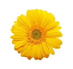 Crédence de cuisine en verre imprimé Gerbera Yellow gerbera flower on a white background