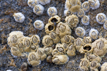 морские желуди