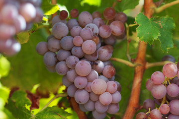 Grappe de raisin Grenache gris