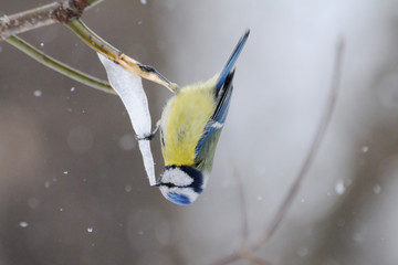 Fototapeta premium Blue tit at maple syrup icicle in early spring