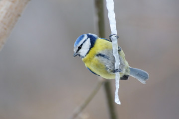 Naklejka premium Blue tit at maple syrup icicle in early spring