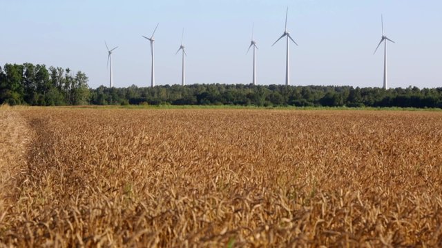 Wind power plant on the field of wheat. Lithuania.