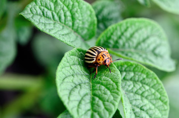Colorado potato beetle on potato leaves
