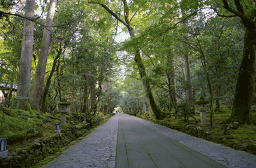 Obraz premium 名勝那谷寺の参道の木々