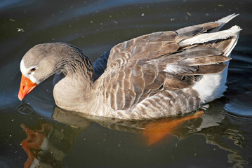 Brown goose