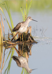Marsh Sandpiper
