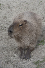 Lying capybara closeup..