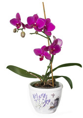 Blooming Orchid - obrazy, fototapety, plakaty