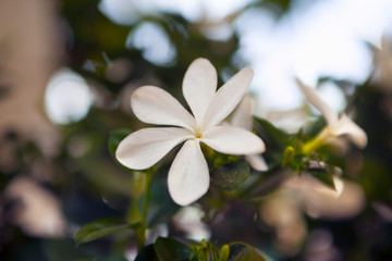 Jasmine flower.