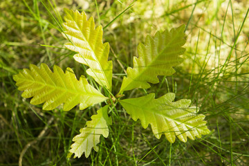 bursting ouklet bud in spring