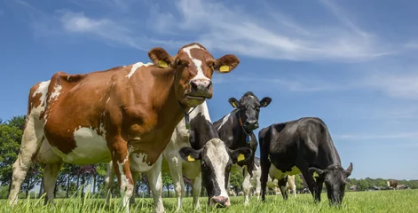 Crédence de cuisine en verre imprimé Vache Cows in a dutch landscape
