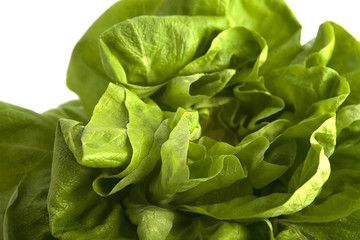 Close-up of fresh lettuce.