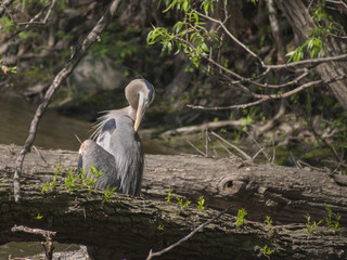 Great heron 