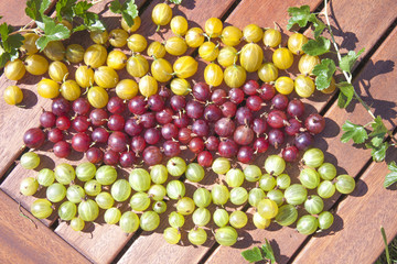 Ribes uva-crispa gooseberries