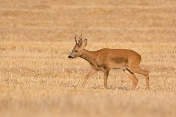 Rehbock auf einem abgedroschenen Weizenfeld