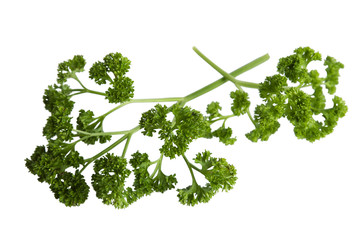 Parsley twigs isolated on white.