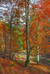 Autumn forest in the mountains