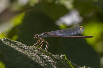 Gemeine Federlibelle (Platycnemis pennipes)