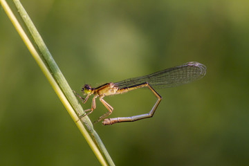 Gemeine Federlibelle (Platycnemis pennipes)
