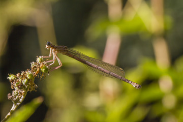 Gemeine Federlibelle (Platycnemis pennipes)