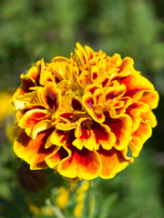 Marigolds (Tagetes erecta, Mexican marigold, Aztec marigold, African marigold)