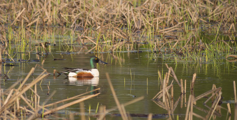 Northern Shoveler duck