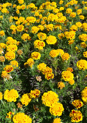 Marigolds (Tagetes erecta, Mexican marigold, Aztec marigold, African marigold)