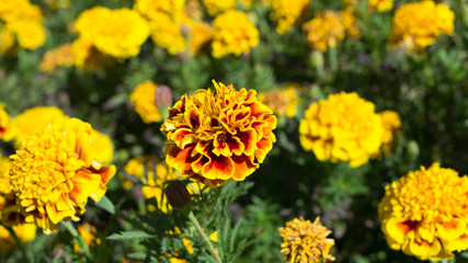 Marigolds (Tagetes erecta, Mexican marigold, Aztec marigold, African marigold)
