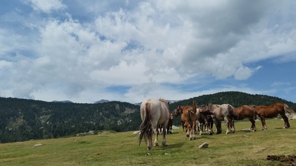 Chevaux sauvages