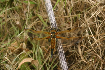 Freshly emerged four-spotted chaser dragonfly (Libellu;a quadrimaculata)