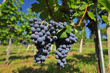 Red grapes