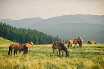 Fototapeta premium Wild horses in Carpathian mountain