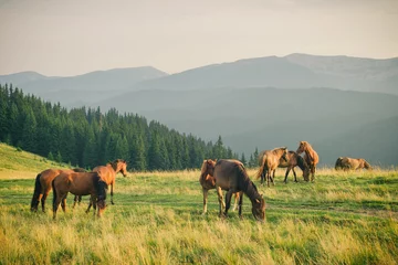 Wall murals Horses Wild horses in Carpathian mountain